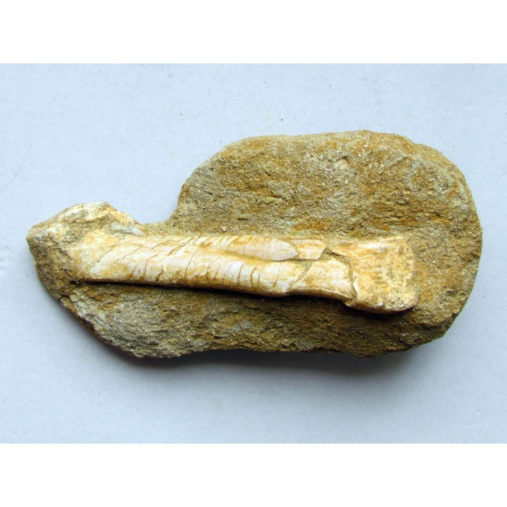 pterosaure bone: Alcione elainus (2)