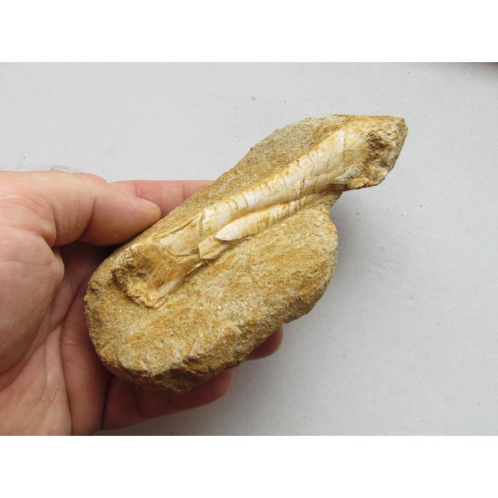 pterosaure bone: Alcione elainus (2)