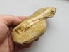 Os de pterosaure : Alcione elainus (2)
