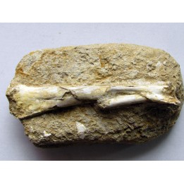 Os de pterosaure : Alcione elainus (3)