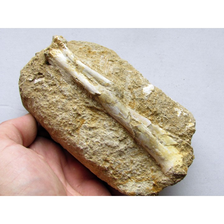Os de pterosaure : Alcione elainus (3)