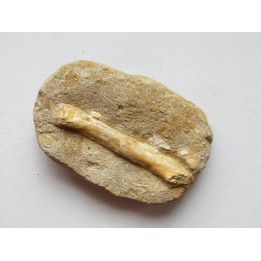 pterosaure bone: Alcione elainus (4)