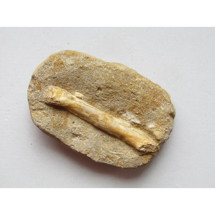 pterosaure bone: Alcione elainus (4)