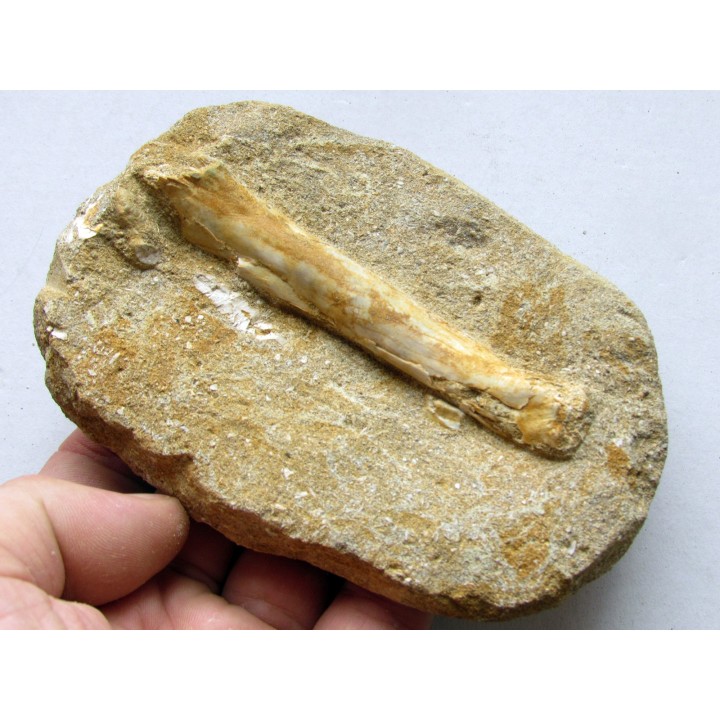 pterosaure bone: Alcione elainus (4)