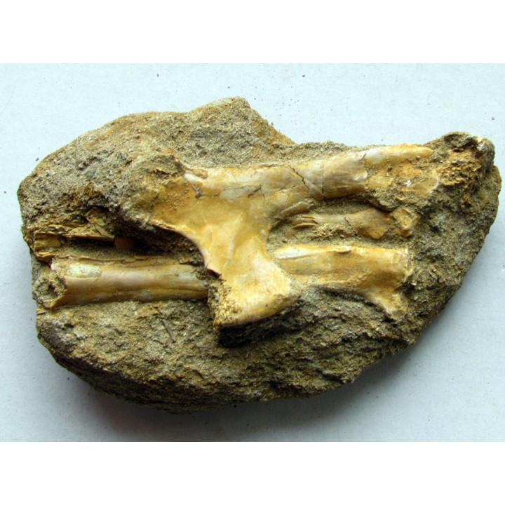 Humerus, radius et ulna de pterosaure : Alcione elainus