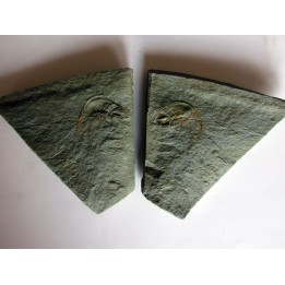 Fallotaspis bondoni