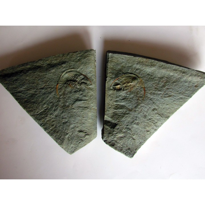 Fallotaspis bondoni