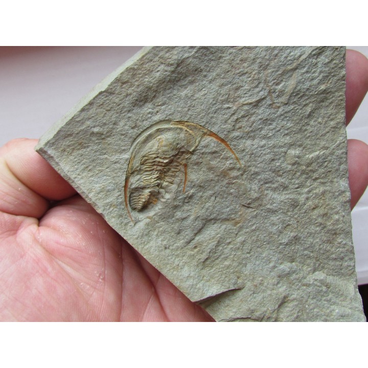 Fallotaspis bondoni