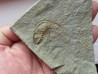 Fallotaspis bondoni