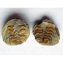 Selenopeltis buchi