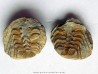 Selenopeltis buchi