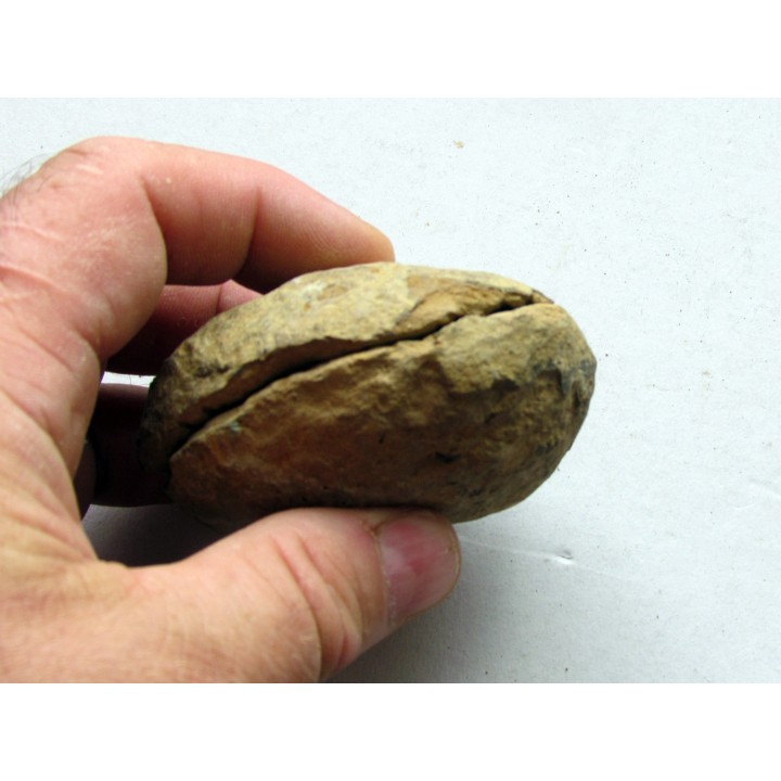 Selenopeltis buchi