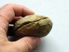 Selenopeltis buchi