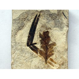Pachypteris desmonera (1)