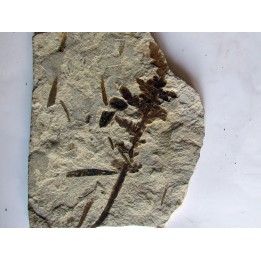 Pachypteris desmonera (2)