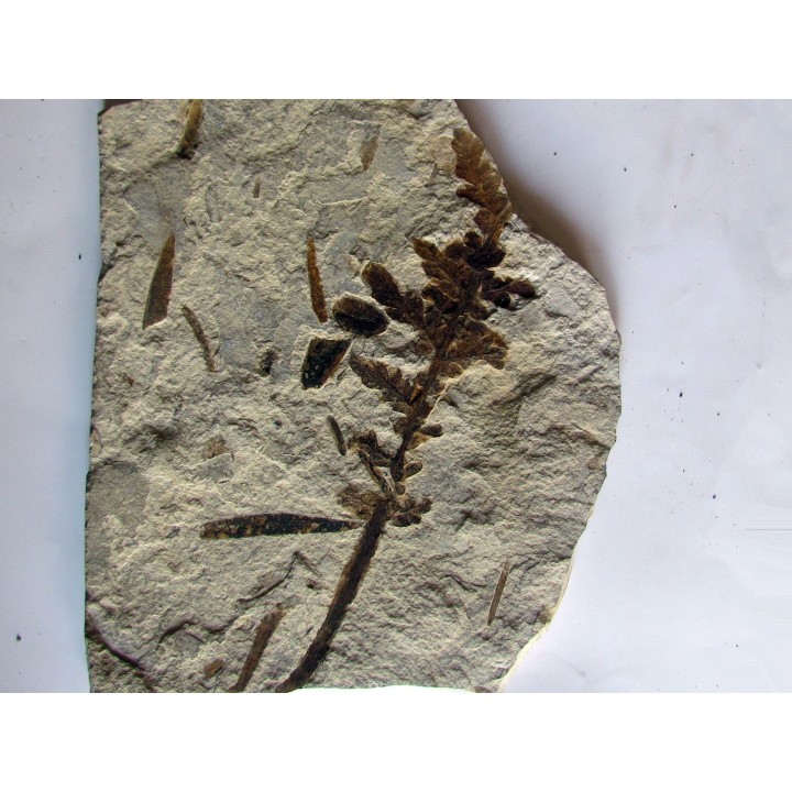 Pachypteris desmonera (2)