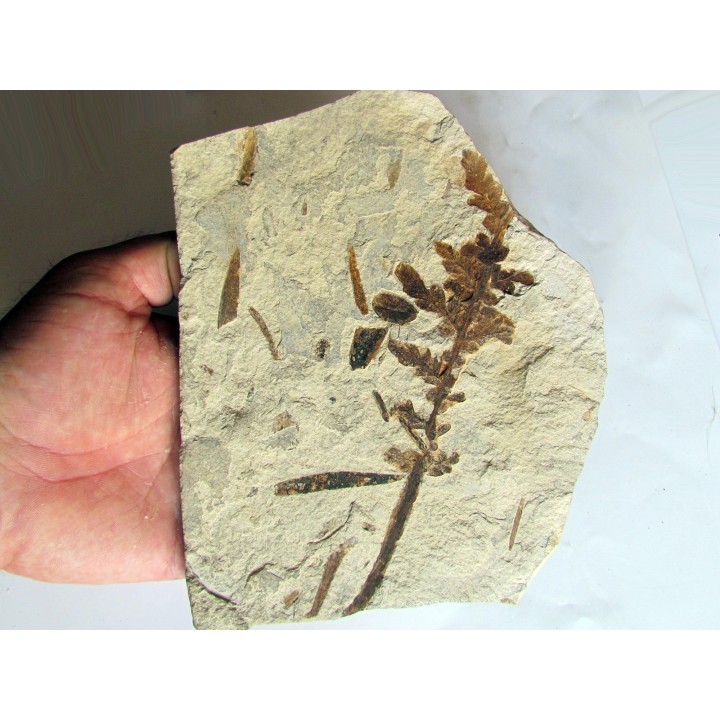 Pachypteris desmonera (2)