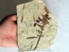 Pachypteris desmonera (2)