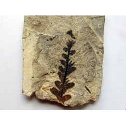 Pachypteris desmonera (3)