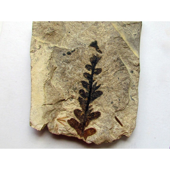 Pachypteris desmonera (3)