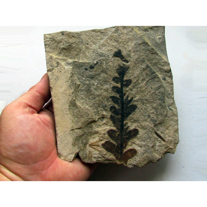 Pachypteris desmonera (3)