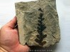Pachypteris desmonera (3)