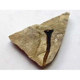 ecaille de Cycadolepis (1)