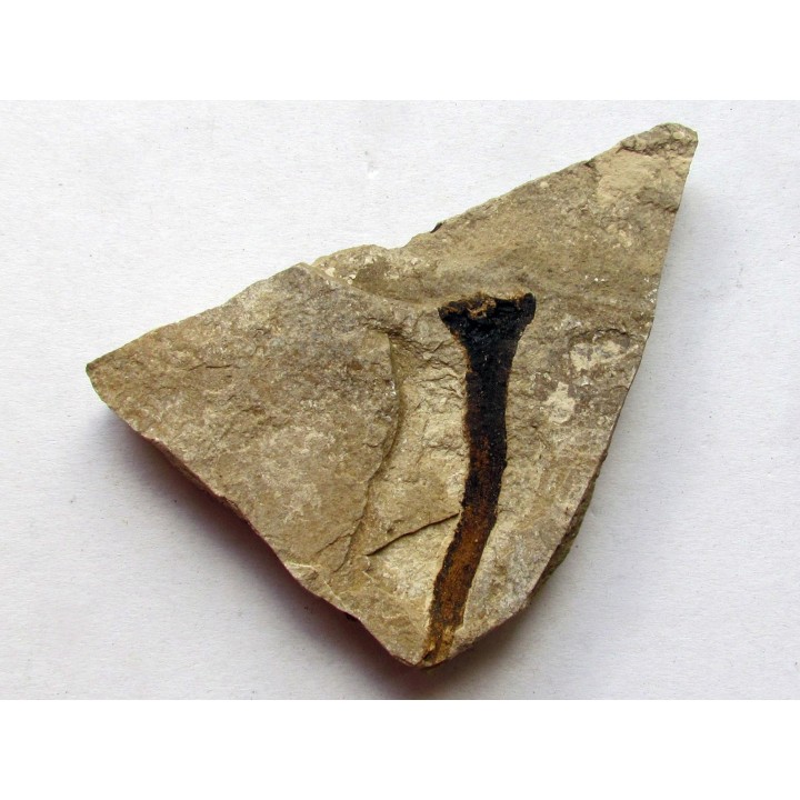 ecaille de Cycadolepis (1)