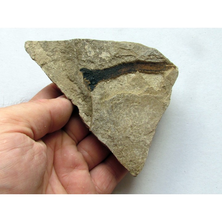 ecaille de Cycadolepis (1)