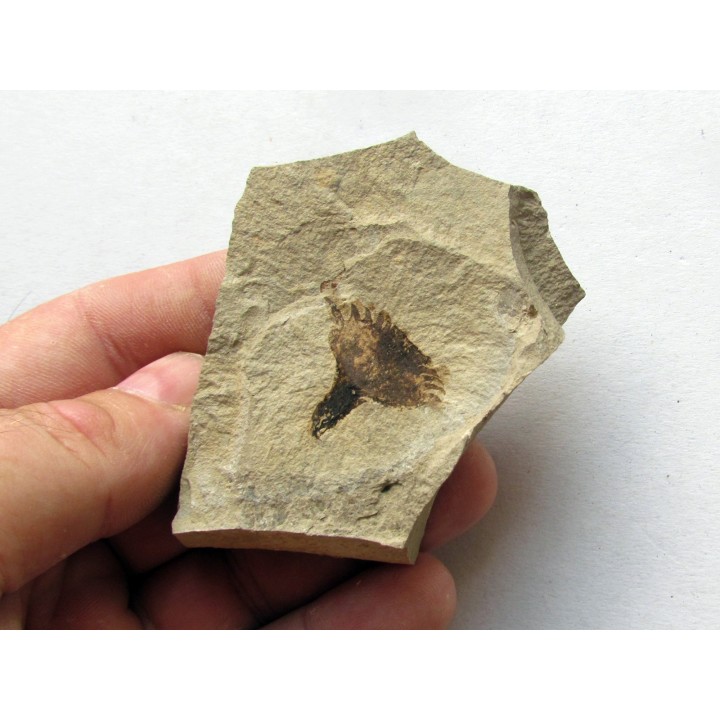 ecaille de Cycadolepis (2)