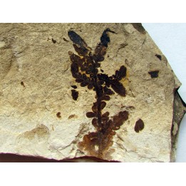 Cycadopteris Jurensis (1)