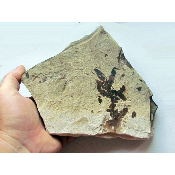 Cycadopteris Jurensis (1)