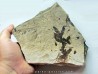 Cycadopteris Jurensis (1)