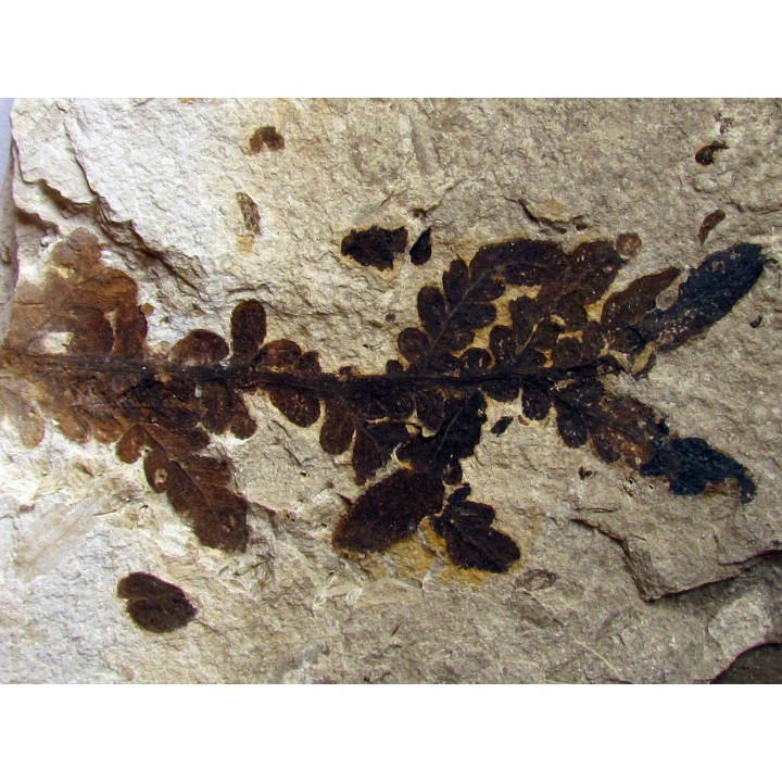 Cycadopteris Jurensis (1)