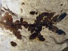 Cycadopteris Jurensis (1)