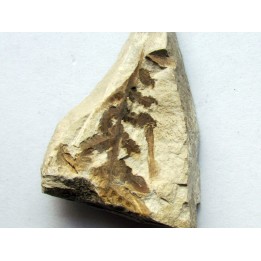 Cycadopteris Jurensis (2)