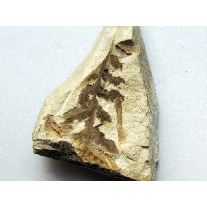 Cycadopteris Jurensis (2)