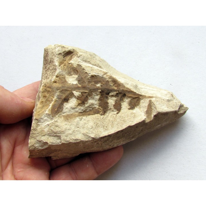 Cycadopteris Jurensis (2)