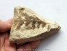 Cycadopteris Jurensis (2)