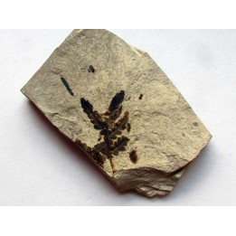 Cycadopteris Jurensis (3)