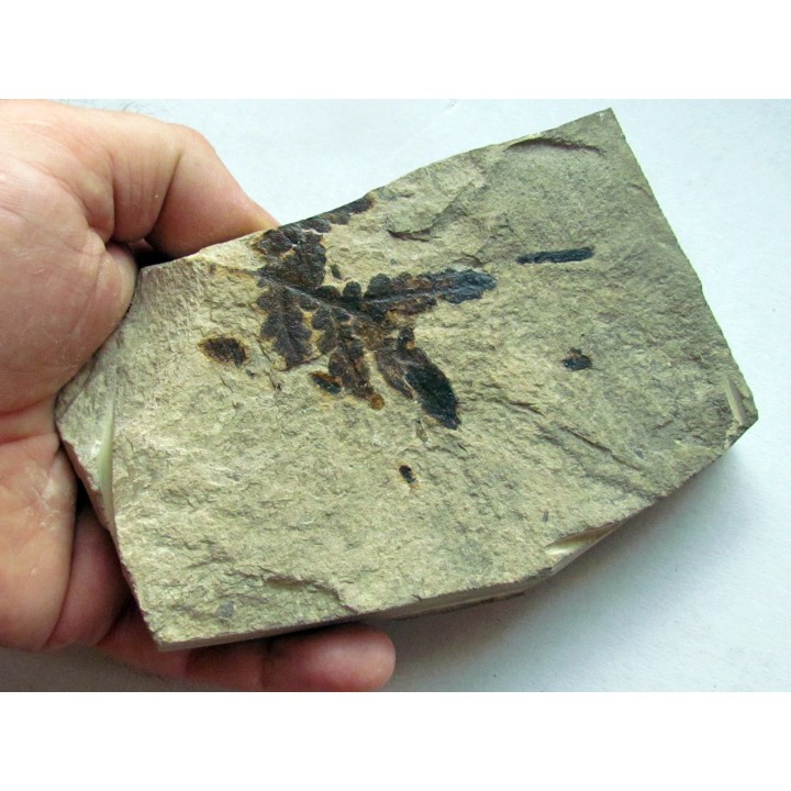 Cycadopteris Jurensis (3)