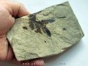 Cycadopteris Jurensis (3)