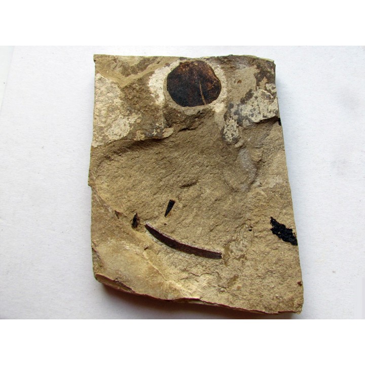 Apoldia Latifolia (1)