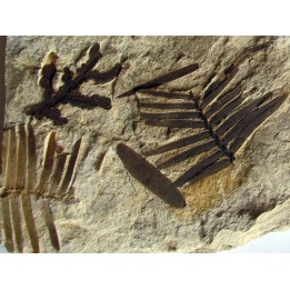 RARE ASSOCIATION:  Zamites Feneonis - cycadopteris jurensis - zamites williamsoni