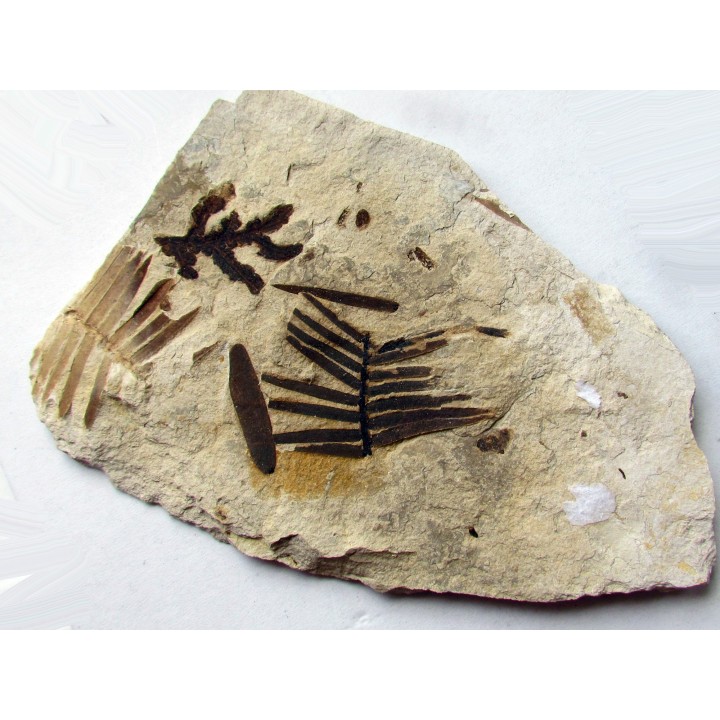 RARE ASSOCIATION:  Zamites Feneonis - cycadopteris jurensis - zamites williamsoni