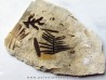 RARE ASSOCIATION:  Zamites Feneonis - cycadopteris jurensis - zamites williamsoni