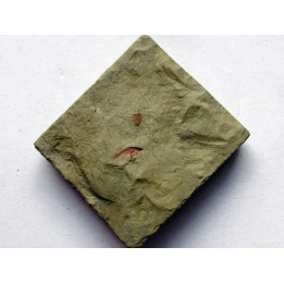 bigotinops dangeardi (1)