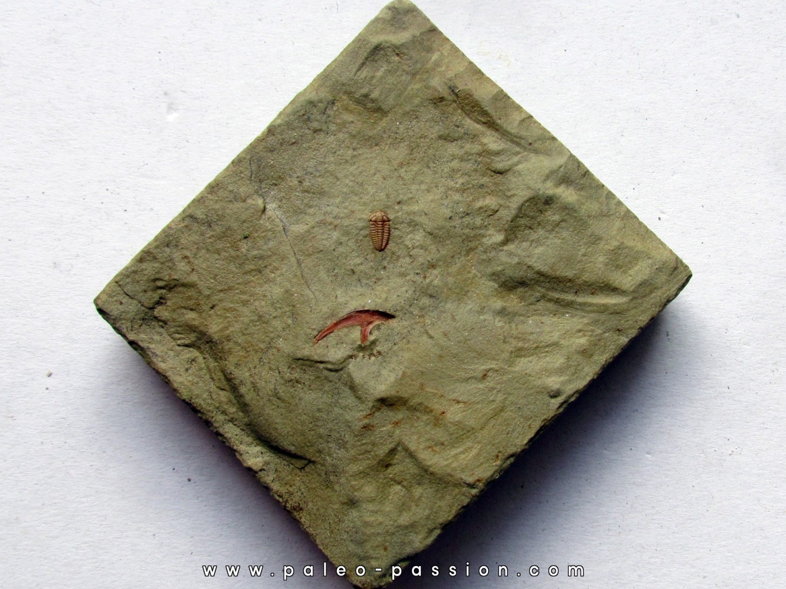 bigotinops dangeardi (1)