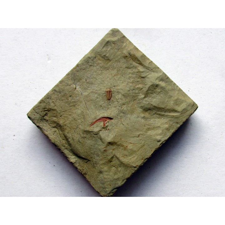 bigotinops dangeardi (1)