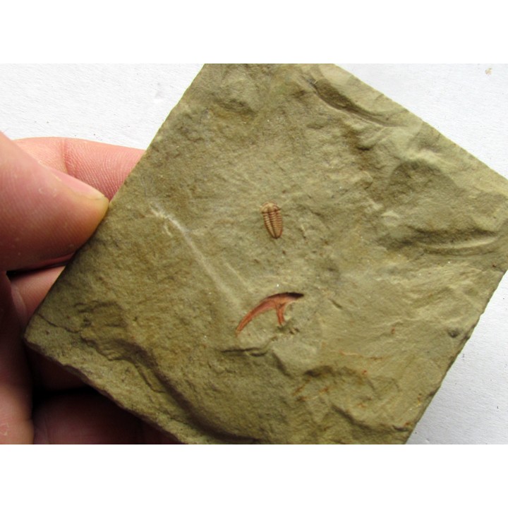 bigotinops dangeardi (1)